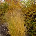 Panicum virgatum automne